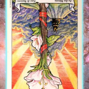 Taking Root in Destiny
